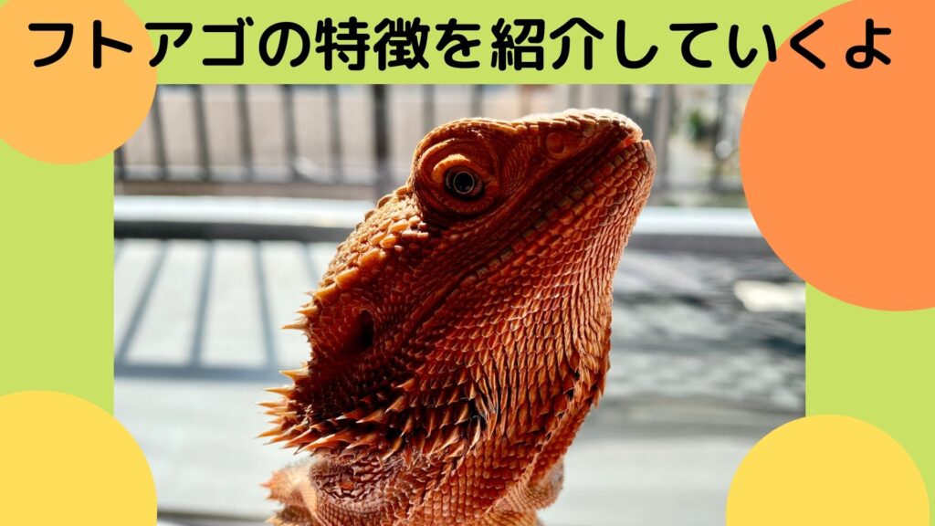 フトアゴヒゲトカゲ　飼育方法