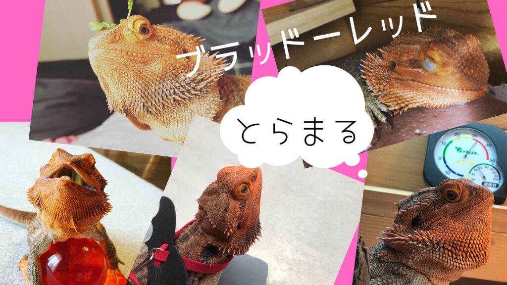 フトアゴヒゲトカゲ ブラッドレッド
