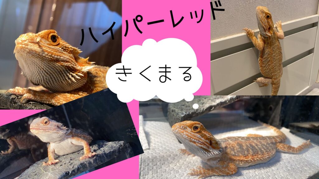 フトアゴヒゲトカゲ ハイパーキッド