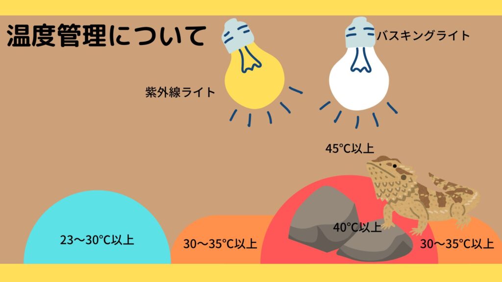 フトアゴヒゲトカゲ 温度管理
