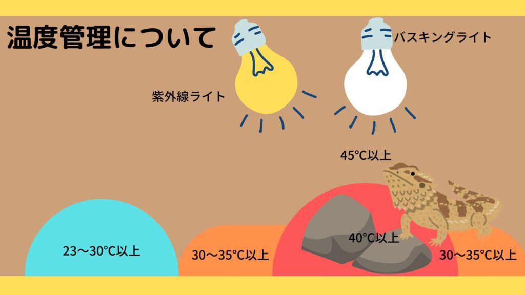 フトアゴヒゲトカゲ　温度管理