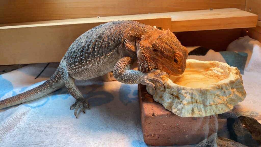 フトアゴヒゲトカゲ 自分で水飲む
お皿から 給水
