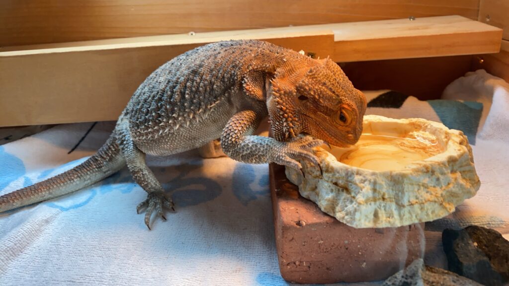 フトアゴヒゲトカゲ　自分で水飲む
お皿から　給水